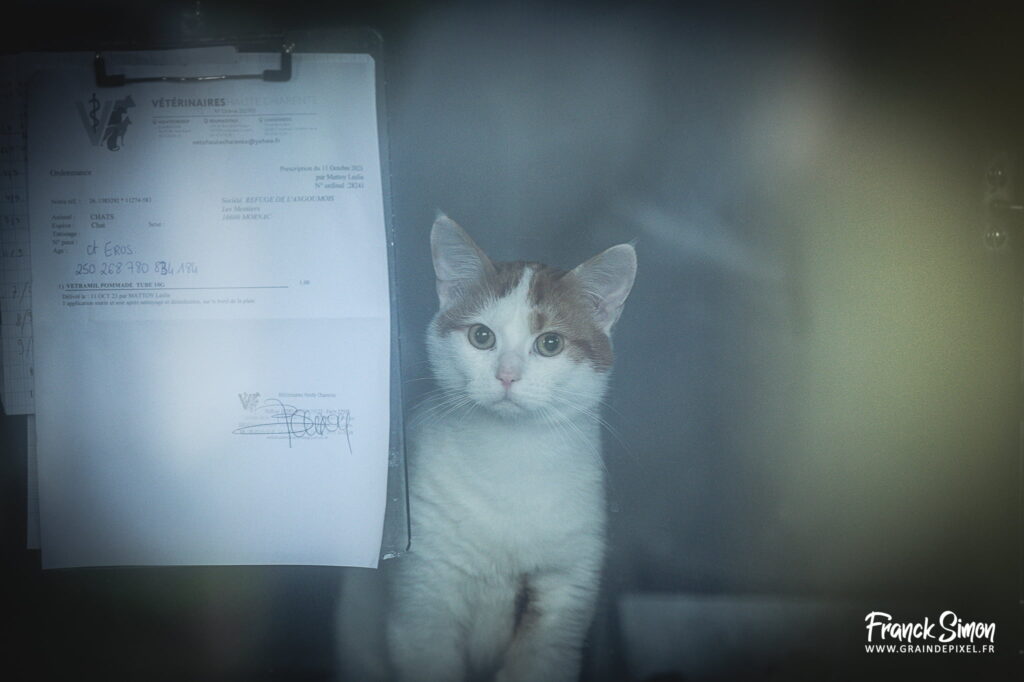 le chat FIV