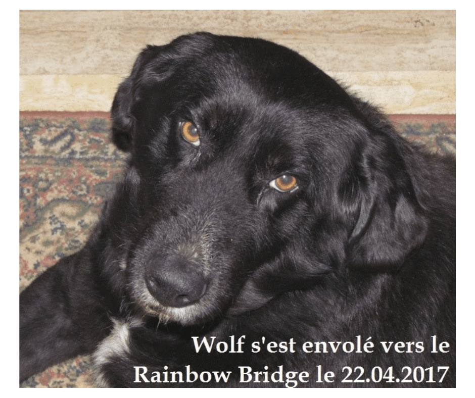 wolf-refuge-angoumois-chien-adoption