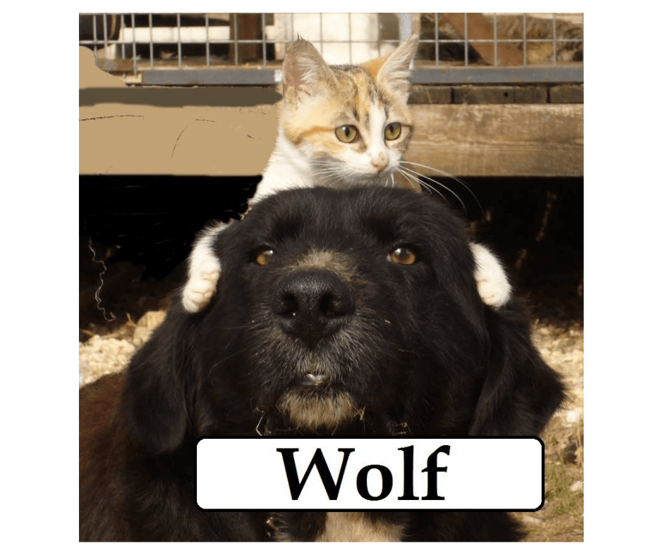 wolf-tigrou-refuge-angoumois