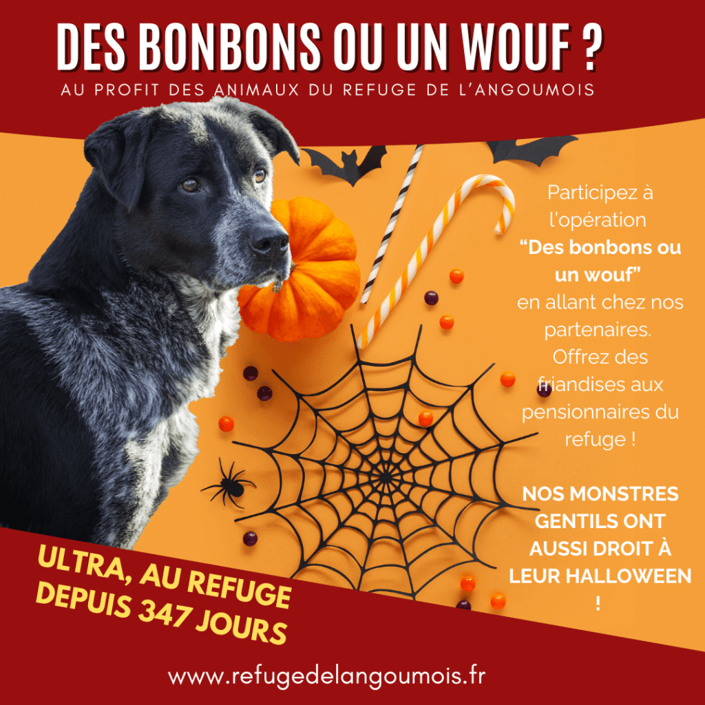 halloween-opreation-bonbon-refuge-angoumois-SPA-de-mornac-charente