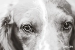 cagnotte : objectif atteint : merci pour le refuge de l'angoumois et les animaux