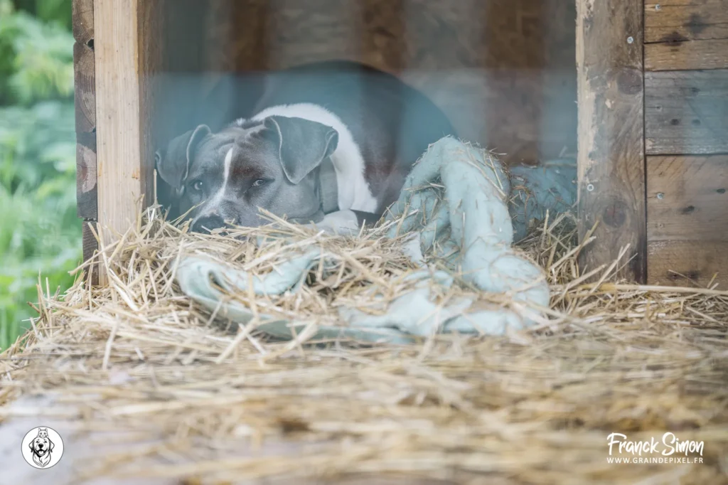 identification d'un animal - refuge de l'Angoumois - SPA de Mornac - Charente - crédit photo / Franck SIMON - graindepixel.fr