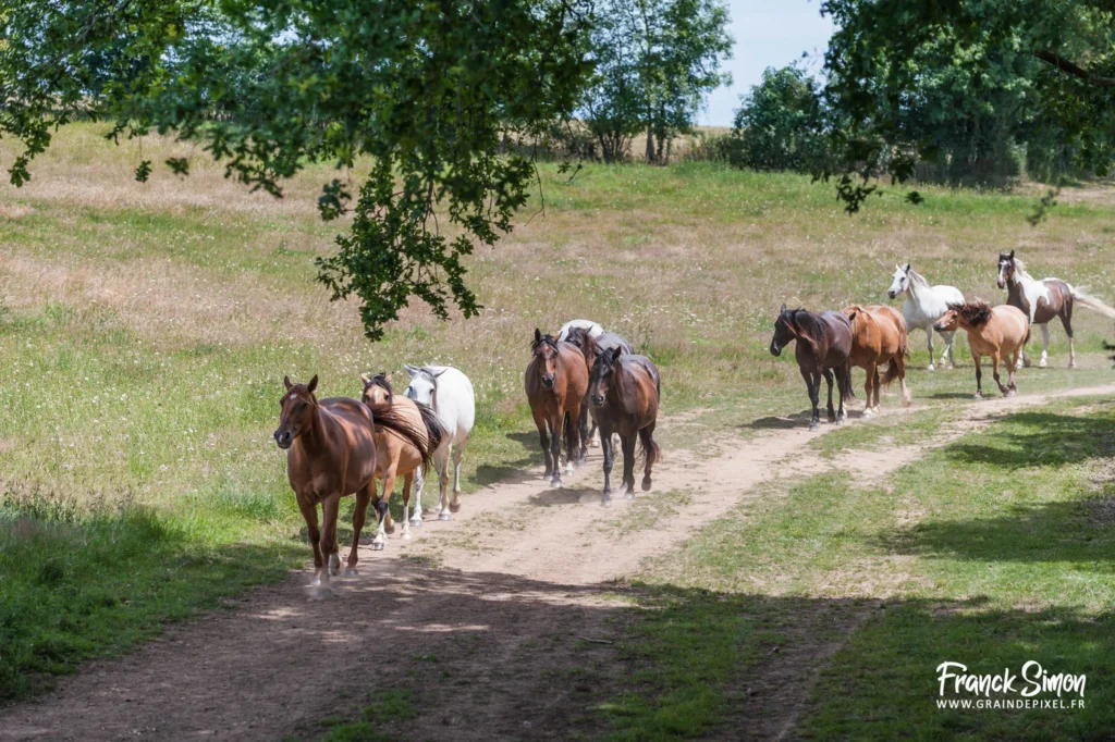 les équidés - refuge de l'angoumois - SPA Mornac - Charente - photographe : Franck SIMON - Grain de Pixel