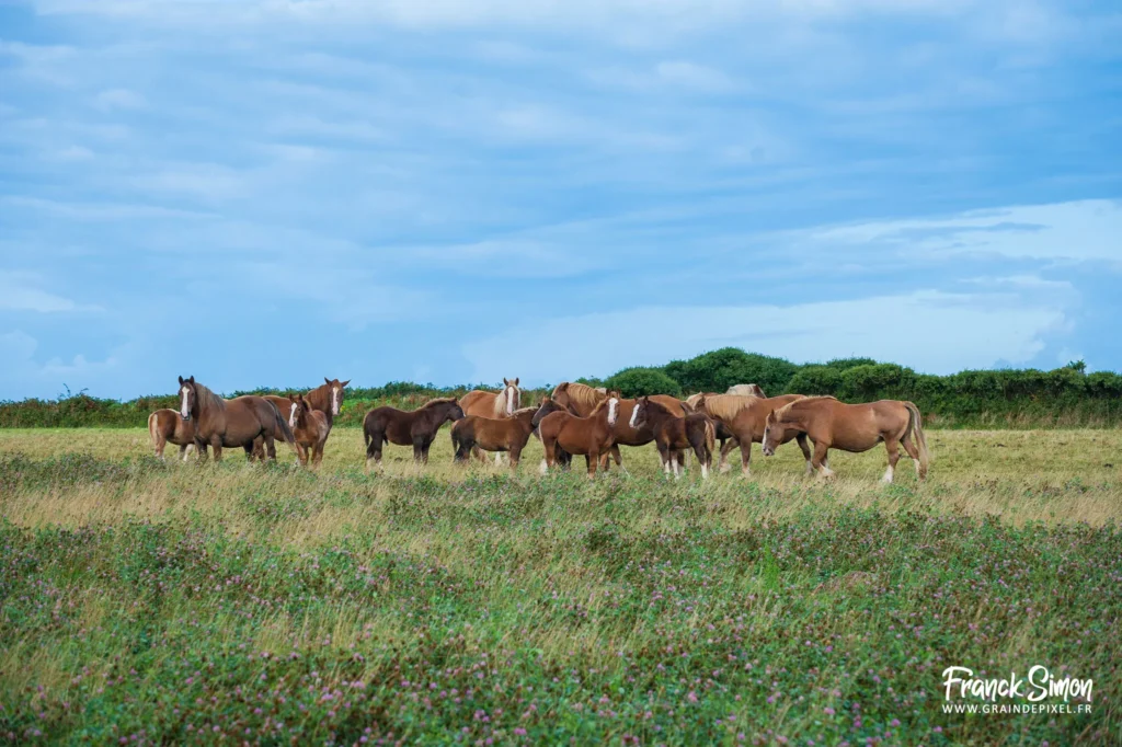 les équidés - refuge de l'angoumois - SPA Mornac - Charente - photographe : Franck SIMON - Grain de Pixel