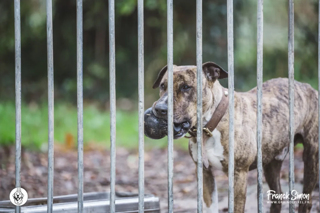 chiens de catégorie - refuge de l'Angoumois - SPA de Charente - crédit photo : franck simon - photographe canin à Angoulême