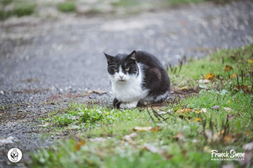 accueillir un chat à la maison -refuge de l'Angoumois - SPA de Mornac - Charente - crédit photo Franck Simon - photographe canin à Angoulême