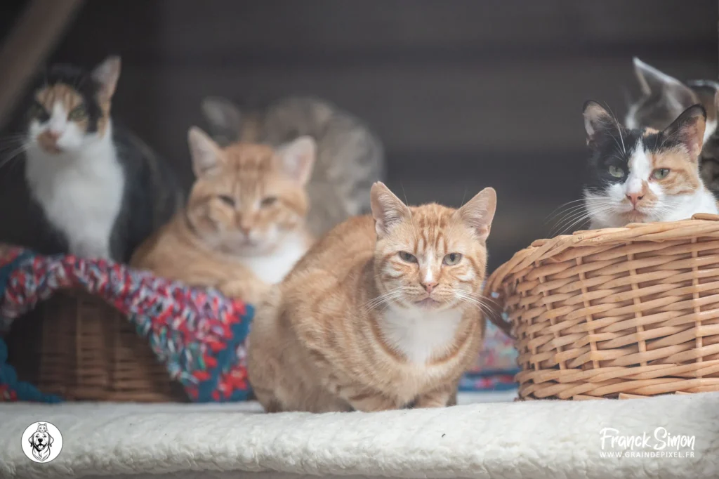 accueillir un chat à la maison - refuge de l'Angoumois - SPA de Mornac - Charente - crédit photo Franck Simon - photographe canin à Angoulême