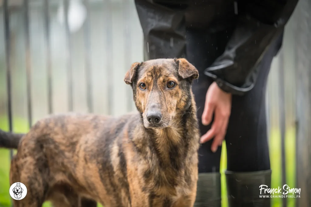 stérilisation chez le chien et le chat - refuge de l'Angoumois - crédit photo : grain de pixel - photographe canin à Angoulême