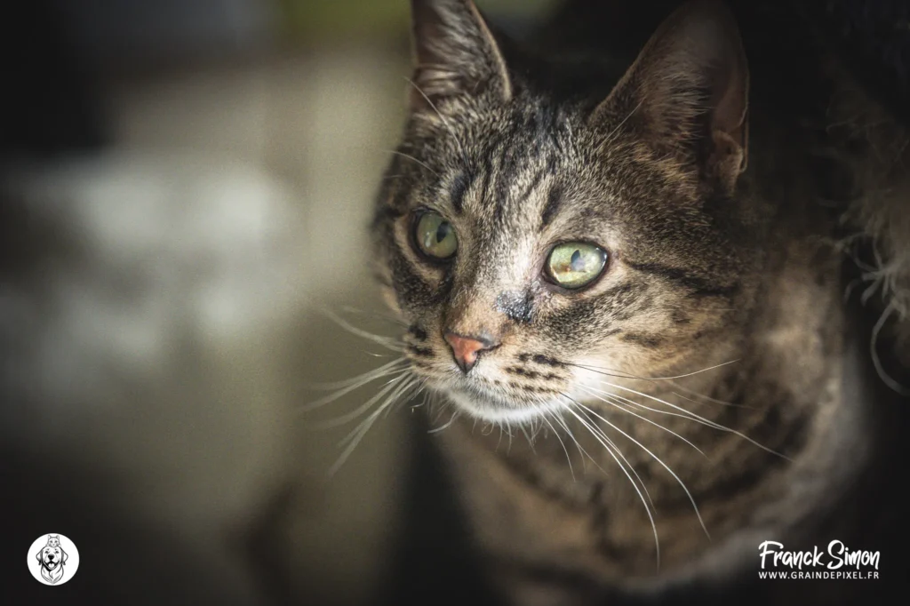 stérilisation chez le chien et le chat - refuge de l'Angoumois - crédit photo : grain de pixel - photographe canin à Angoulême