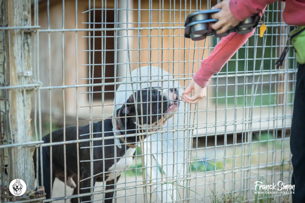 chiens de catégorie - refuge de l'Angoumois - SPA de Charente - crédit photo : franck simon - photographe canin à Angoulême
