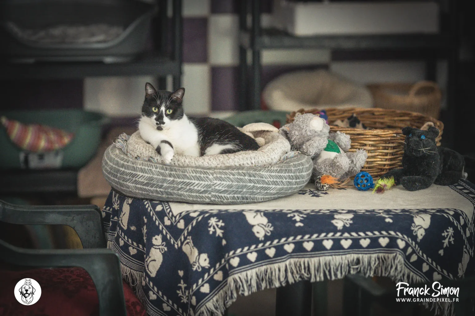 La FIV chez le chat - refuge de l'Angoumois- SPA de Mornac - Crédit photo : Grain de Pixel - photographe à Angoulême