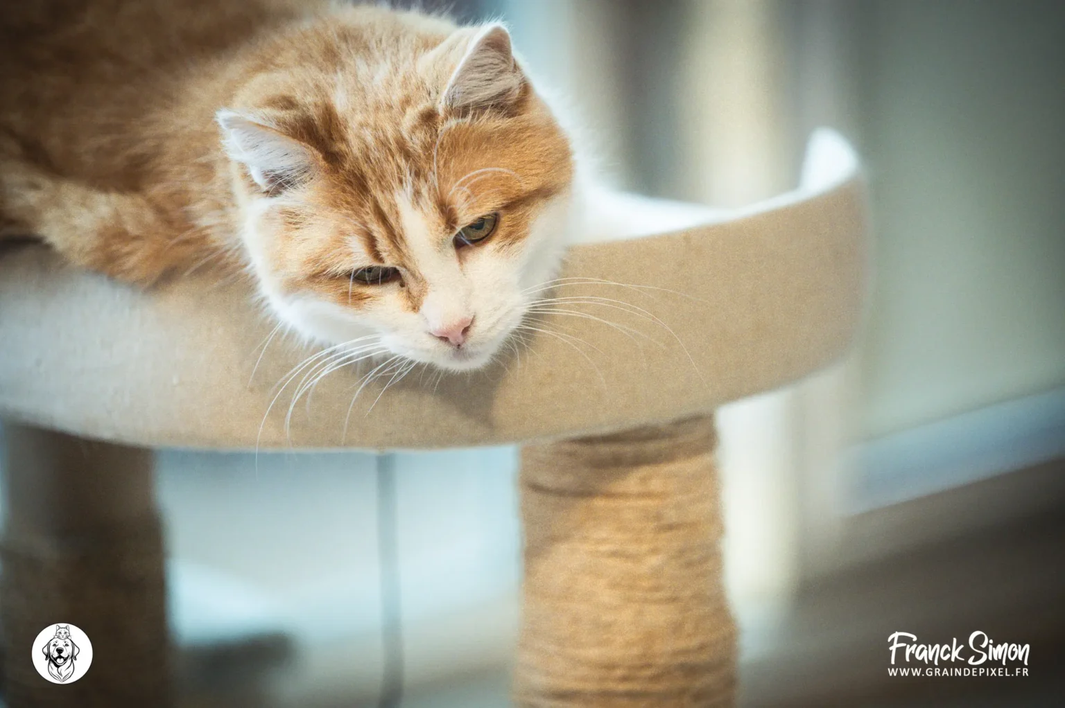 La FIV chez le chat - refuge de l'Angoumois- SPA de Mornac - Crédit photo : Grain de Pixel - photographe à Angoulême