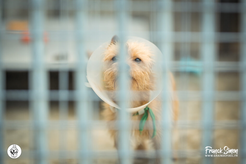 opération doyen au refuge de l'Angoumois - adoptez un chat ou un chien doyen grâce au soutien de la fondation 30 millions d'amis